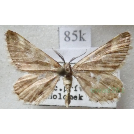 Narraga fasciolaria (Hufnagel, 1767) Witalnik byliczak Czech85k